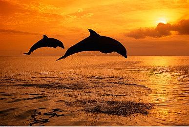 《艾尔登法环》无缝联机Mod现已支持《黄金树幽影》